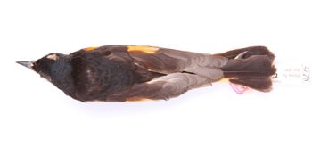 Media type: image;   Ornithology 190074 Description: Setophaga ruticilla;  Aspect: dorsal